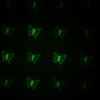 Stylo professionnel de pointeur de laser de lumière verte de 30mW 532nm